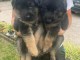 Je donne des chiots berger allemand lof 