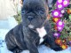Chiot bouledogue français à donner 