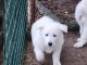 Chiot berger blanc suisse a donner 