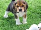 Je donne des chiots beagle disponible 