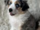 Magnifiques chiots Bergers Australiens 