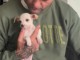 Chiot chihuahua à adopter dans une bonne maison