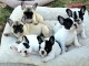 Adopter chiot bulldog français disponible 