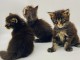 Bébé chaton maine coon disponible 