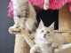 bébé chaton maine coon adopter 