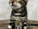 Bébé chaton Bengal disponible 