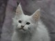 À adopter chatons Maine coon 
