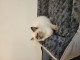 Bébé chaton sacré Birmanie pour adoption 