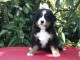 Magnifique chiot bouvier bernois 