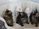 Adoption chaton maine coon disponible 