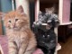 Bébé chaton maine coon disponible 