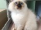 Bébé chaton sacré Birmanie pour adoption 