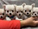 Dons chiot chihuahua femelle et mâle 