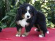 B&eacute;b&eacute; chiot bouvier bernois disponible 