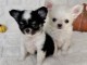 Chiot chihuahua m&acirc;le 