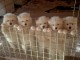 Bébé chiot samoyède a donner 