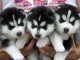 chiot husky sibérien adorable disponible 