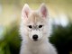 chiot husky sibérien adorable 