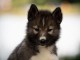 Magnifique chiot husky sibérien 