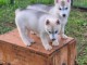 Adorable chiot husky sibérien à donner 