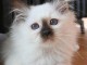 Chaton sacré Birmanie pour adoption 