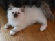 Chaton sacré Birmanie pour adoption 