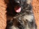 Chiot berger allemand disponible de suite 