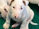 Chiots bull terrier anglais pour un bon foyer