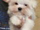 Chiot bichon maltais à donner 