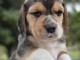 chiot beagle disponible mâle 