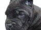 chiot Cane Corso disponible pour adoption 