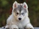 chiot husky sibérien adorable 