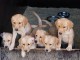 chiot golden retriever mâle et femelle disponible 