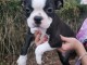bébé chiot boston terrier femelle a donner 