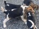 bébé chiot beagle disponible 