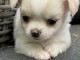 bébé chiot chihuahua femelle a donner 