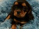 chiot cavalier king charle disponible 