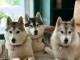 adoption chiot husky sibérien 