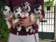 chiot husky sibérien a donner femelle 