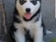 chiot husky sibérien à donner 