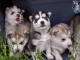 chiot husky sibérien à donner 