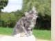 chaton maine coon adopter 