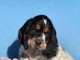 bébé chiot cocker anglais disponible 