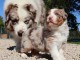 bébé chiot berger australien mâle a donner 