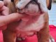 chiot bulldog anglais mâle a donner 