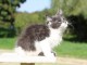 magnifique chaton maine coon 