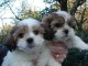 Magnifiques chiots Shih Tzu