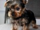Bons chiots Yorkshire terrier