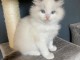 Chaton ragdoll femelle a donner 