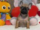 Chiots BOULEDOGUE FRANCAIS A DONNER